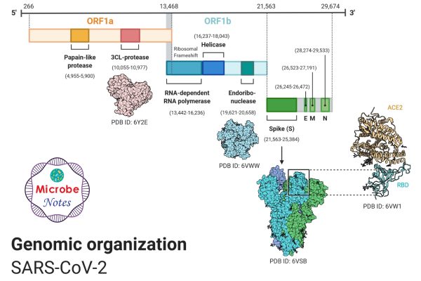 Genomic-Organization-of-SARS-CoV-2